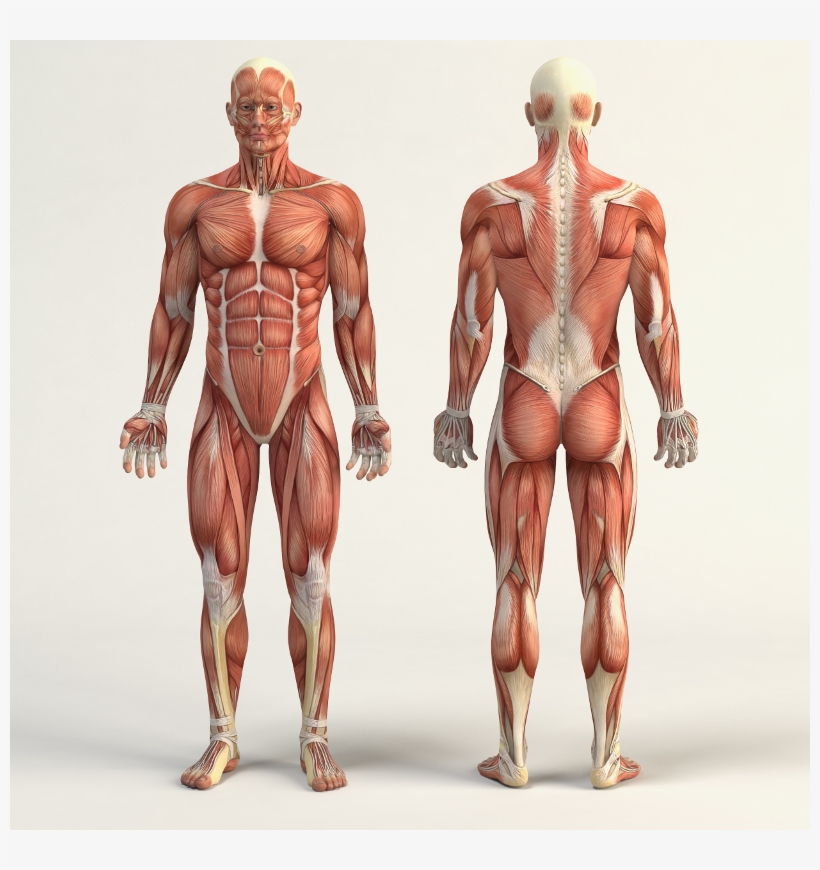 Image - Marbo Sport Self Standing Dip And Leg Raise Station, transparent png