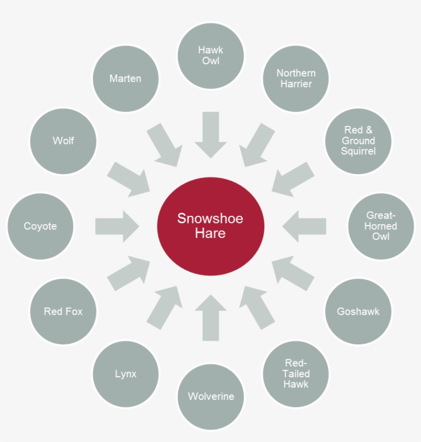 Predators Of Snowshoe Hare - Do People Migrate, transparent png