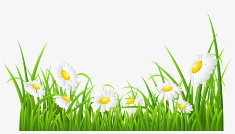 Free Png White Daisies And Grass Transparent Png Images - White Daisies Clipart, transparent png