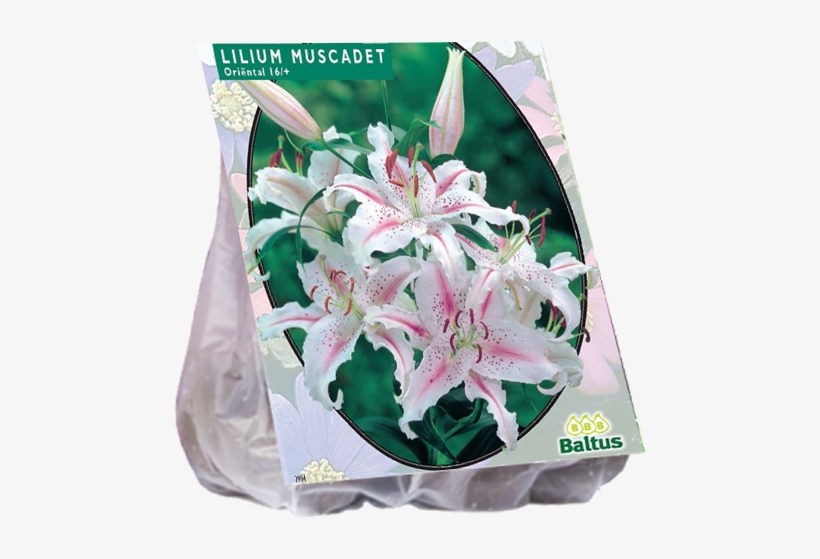 Lilium Candidum (giglio Di Sant'antonio), transparent png