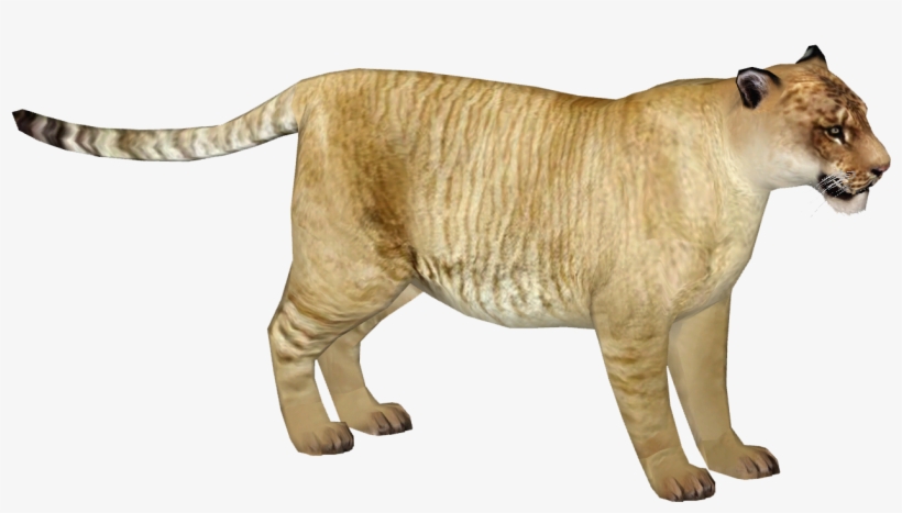 Liger, transparent png