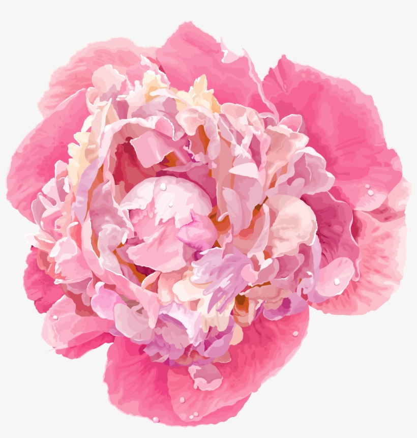 Cartoon Peony, transparent png