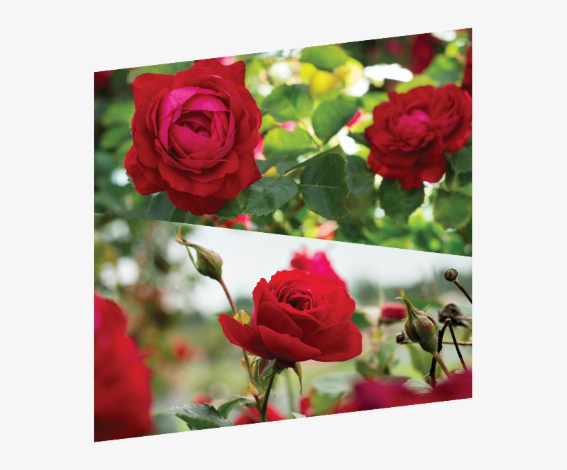 Canadian Shield - Canadian Shield Rose, transparent png