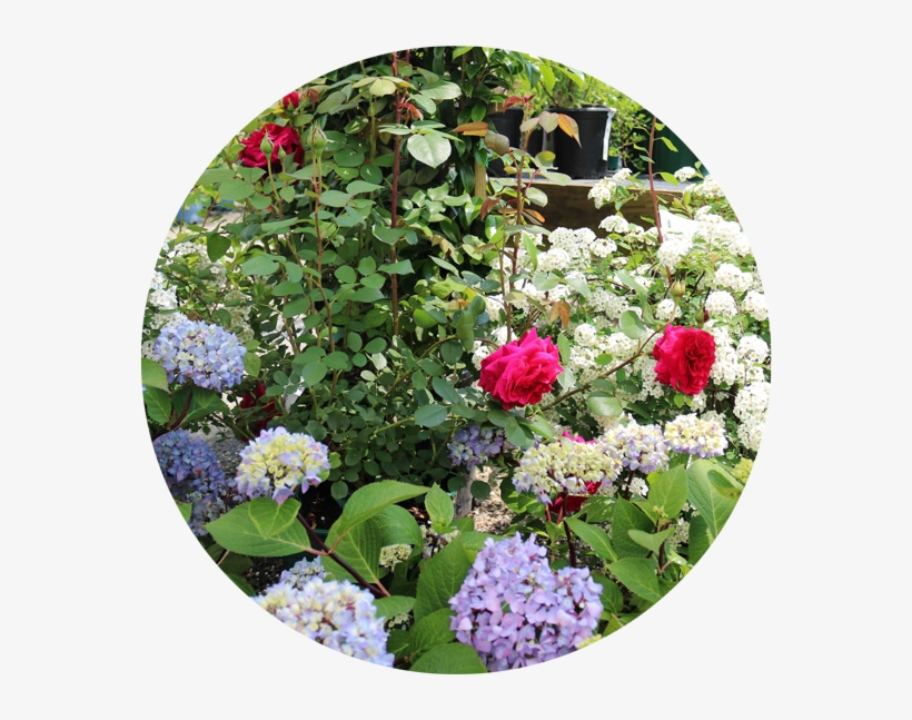 Flowering Shrubs - Connecticut, transparent png