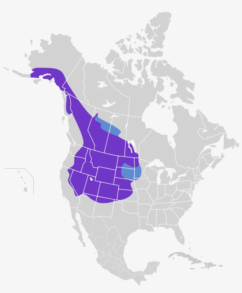 Pica Hudsonia Map - Population Of Mule Deer In North America, transparent png