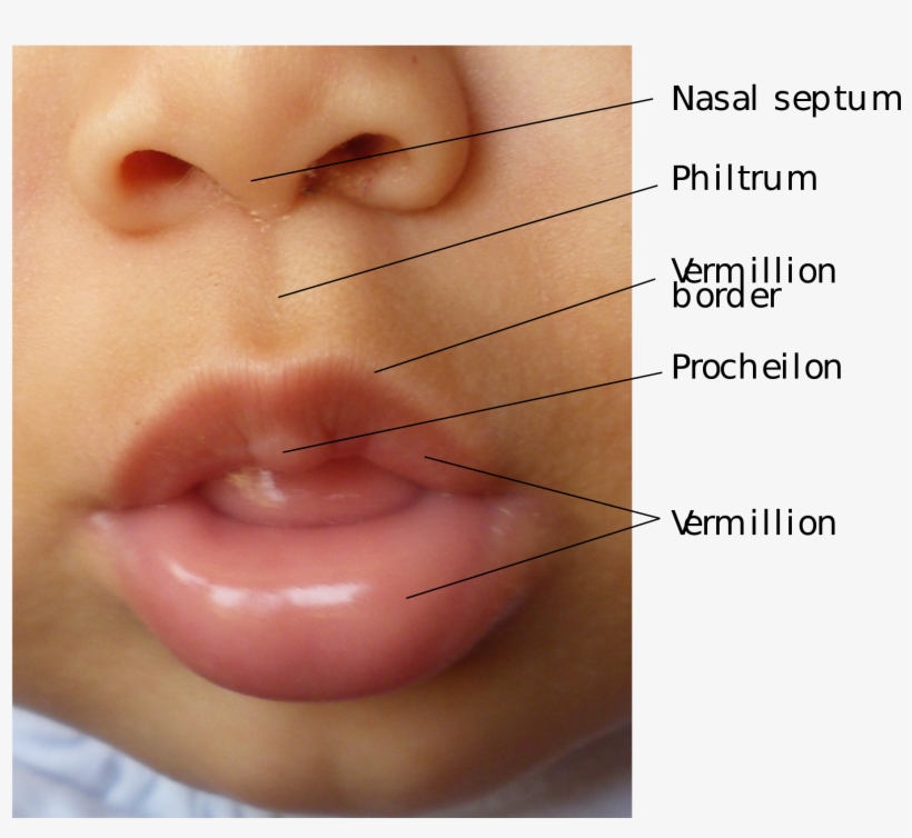 Open - Lips Anatomy, transparent png