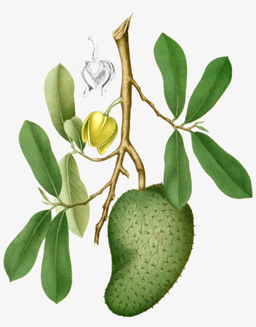 Soursop Grenada, transparent png