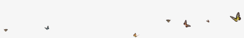 Nb031 - Duck, transparent png