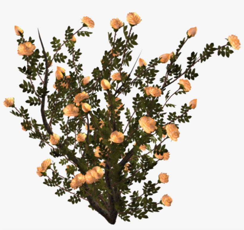 Plant Polyvore Pngs Pinterest Everything Shes A - Mood Board, transparent png