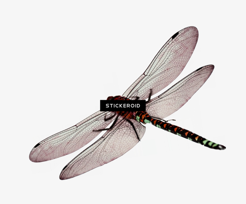 Dragonfly Insects, transparent png