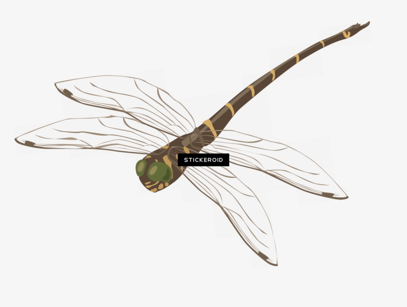 Dragonfly Insects - Photography, transparent png