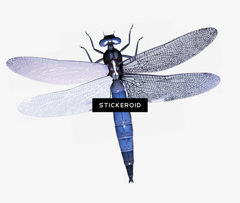 Dragonfly Insects - Dragonfly, transparent png