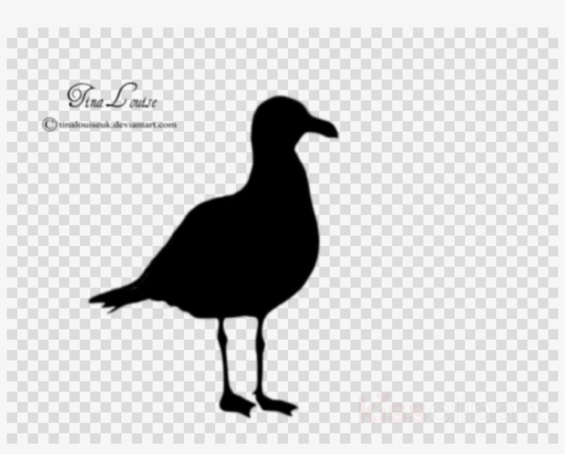 Seagull Silhouette Clipart Gulls Bird Silhouette - Logo Google Map, transparent png