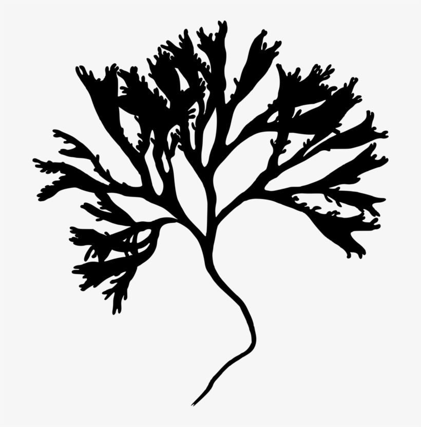 Silhouette Medicinal Plants Irish Moss Twig - Mastocarpus Stellatus, transparent png