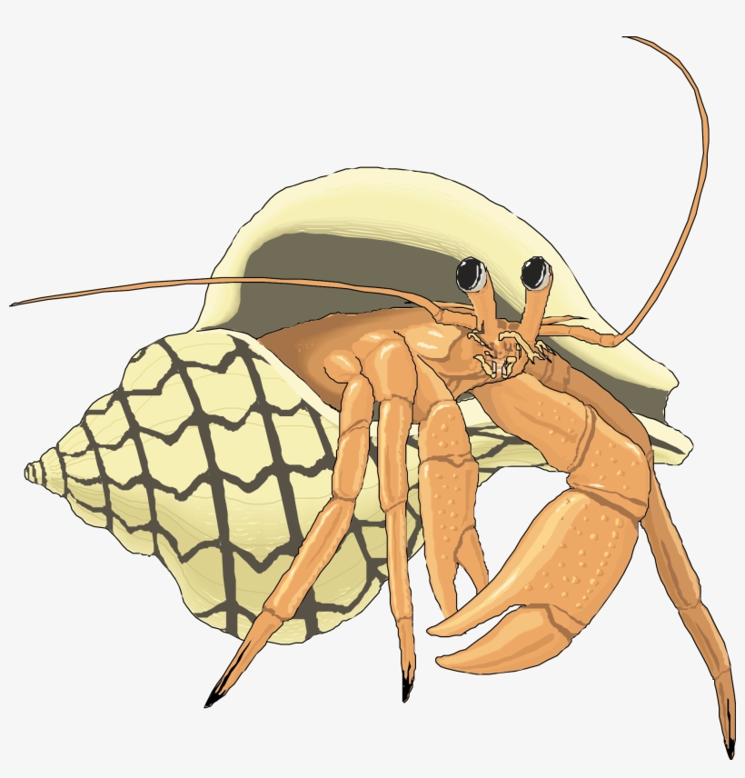 The Adventures Of Periwinkle The Crab Hermit Crab Illustration - Illustration Hermit Crab, transparent png