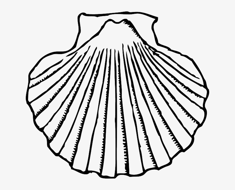 Clip Art Shells Clipart Black And White - Shell Clip Art, transparent png