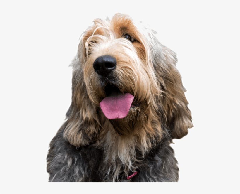 Other Breeds You Might Like - Rare Dog Breed, transparent png