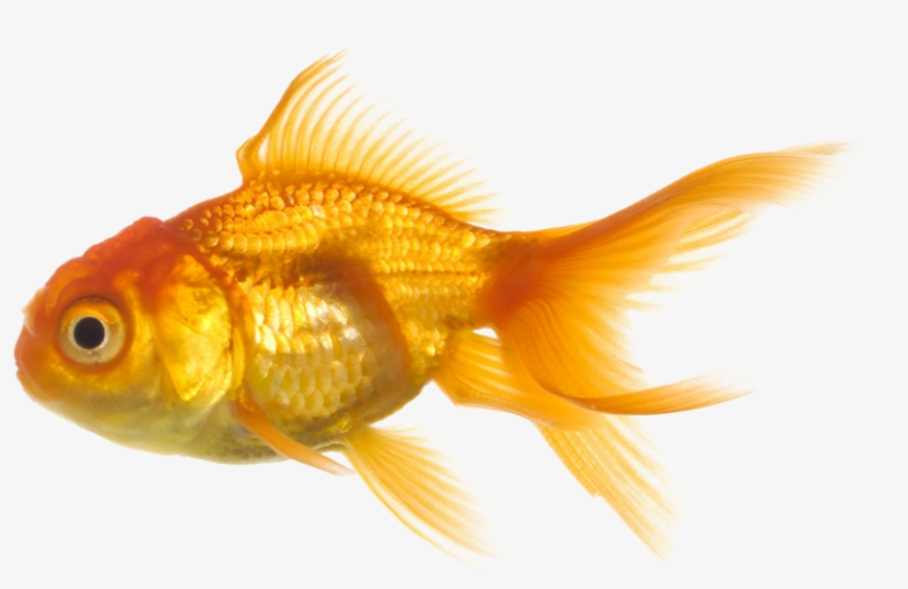 Photo Fish Png1157 Zps5b5d563f - Big Fish And Little Fish, transparent png