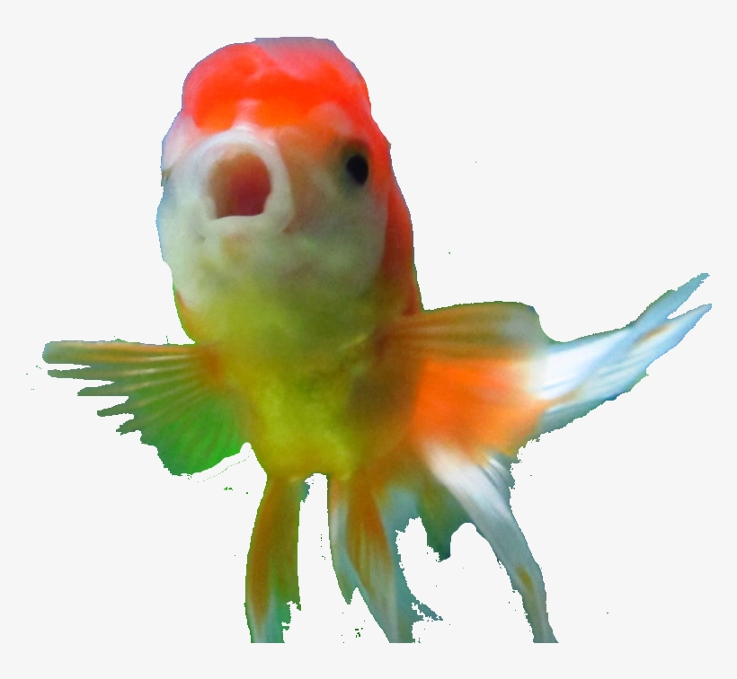 Untitled Drawing By - Goldfish, transparent png
