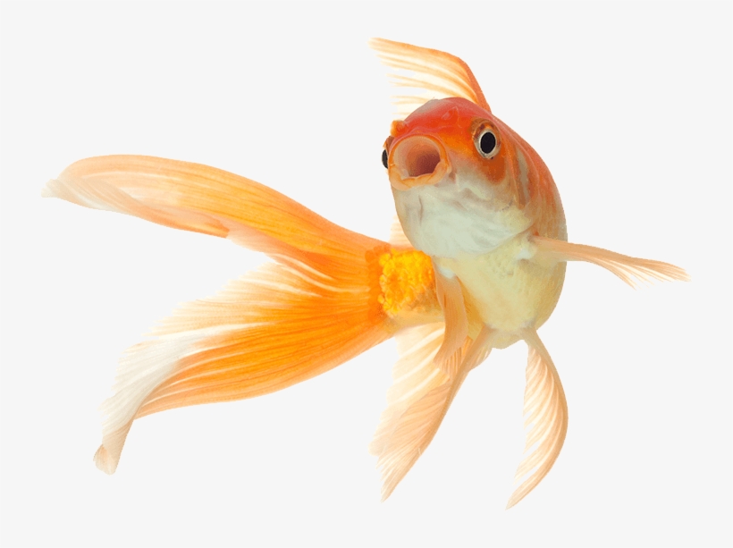 Fish Png Pets, transparent png