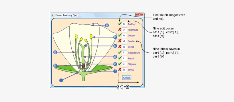 The Program Compares The User's Answers With The Correct - Biology, transparent png