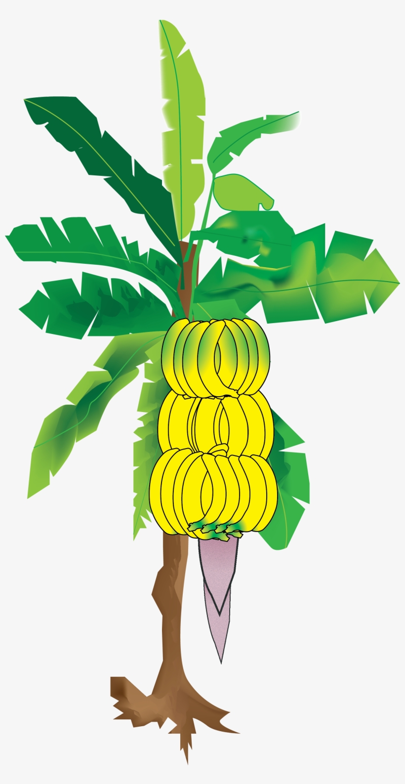 My Illustration Of The Banana Tree From Sun's Eye An - Banana Tree Hd Imajes, transparent png