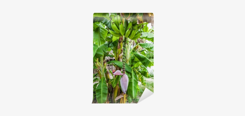 Banana, transparent png