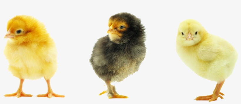 Baby Chicken Transparent Background, transparent png