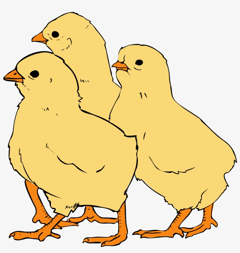 Picture Freeuse Download File Svg Wikipedia Filechicks - Chick Pictures In Clipart, transparent png