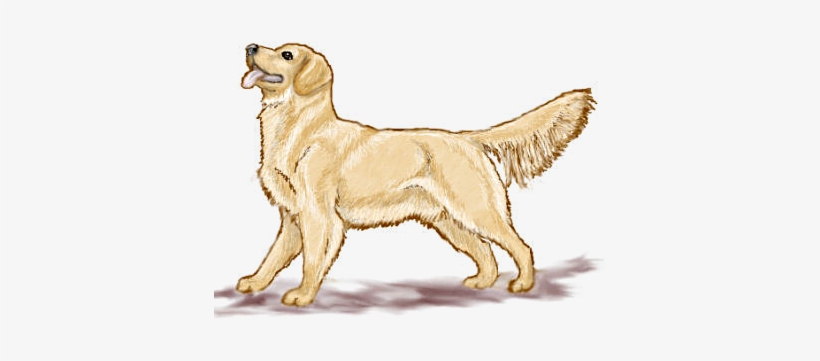 wallpapers Realistic Golden Retriever Cute Dog Drawings https www pngkit com view u2q8e6i1e6a9o0t4 puppy clipart realistic golden retriever clipart free