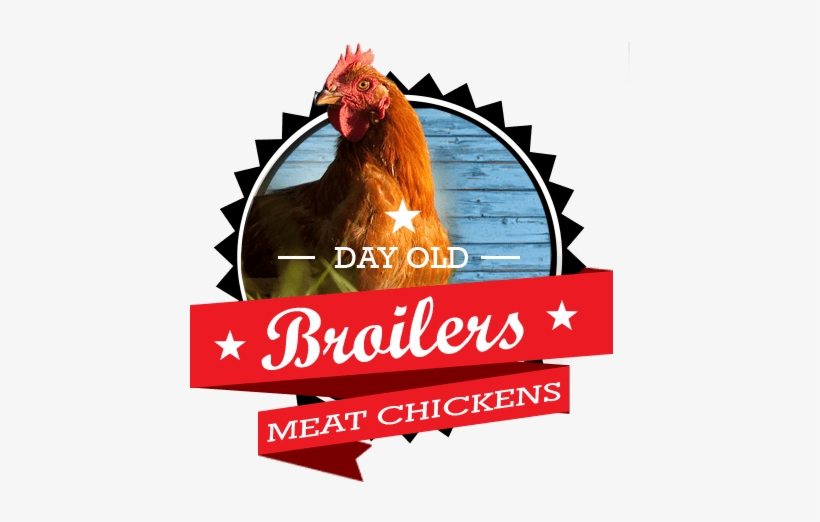 Broiler Meat Baby Chicks For Sale By Mail Order - Flowers Coloring Book: Relaxing Flower Arrangements, transparent png