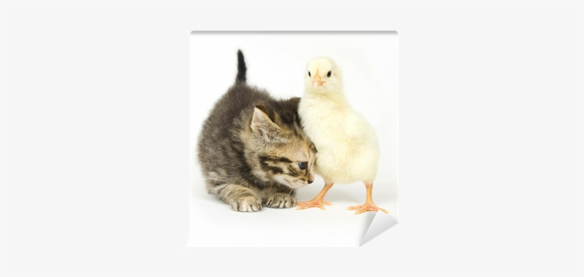 Kitten, transparent png