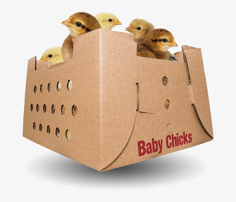 Baby Chicks For Sale By Mail Order Poultry Sales 746x700 PNG