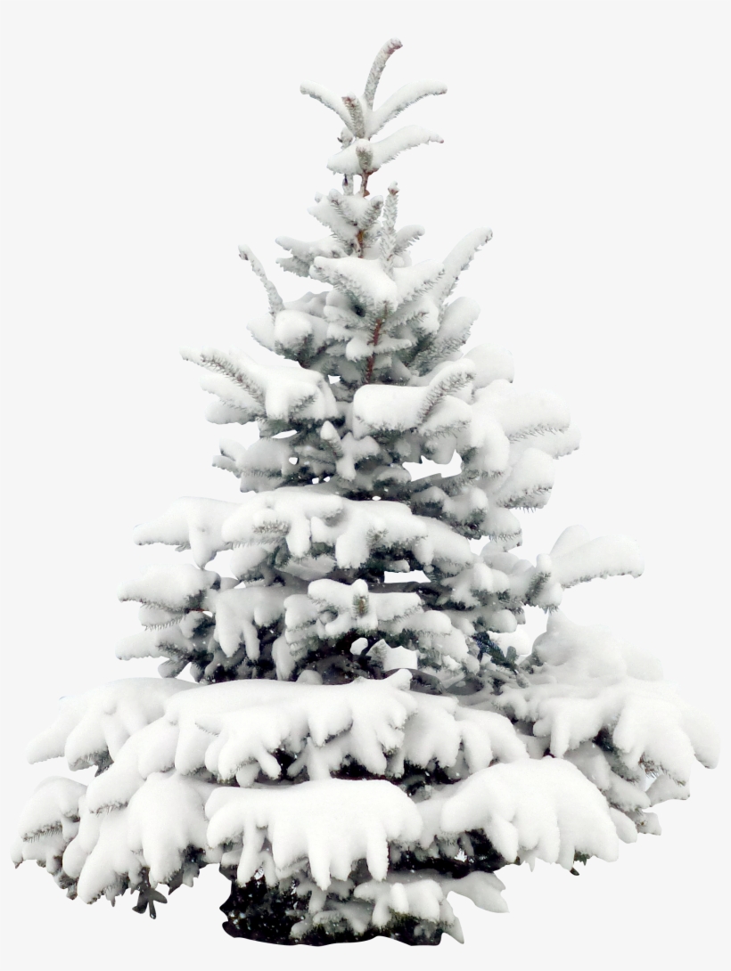 Tree Pine Wallpaper Transprent - Snow Pine Png, transparent png