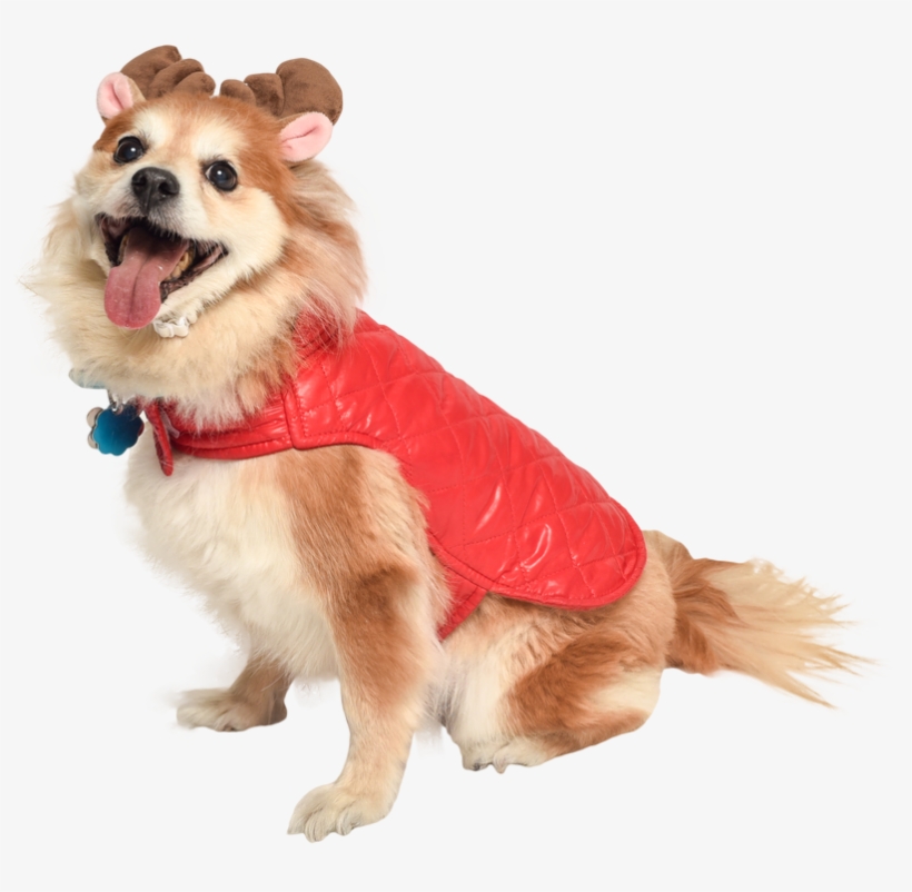 Dog In Holiday Jacket And Reindeer Antlers Cat In Santa - Dog Cut Out Pmg, transparent png