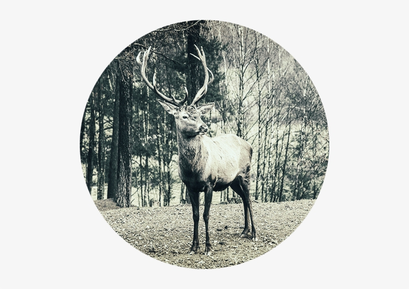 Deer2 - Male, transparent png