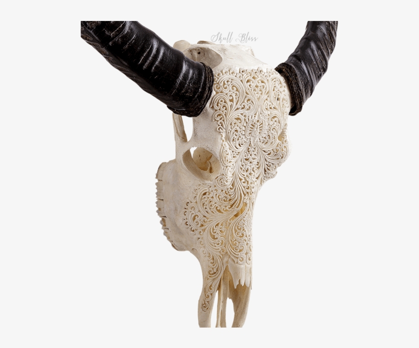 Carved Buffalo Skull - Xl Horns, transparent png