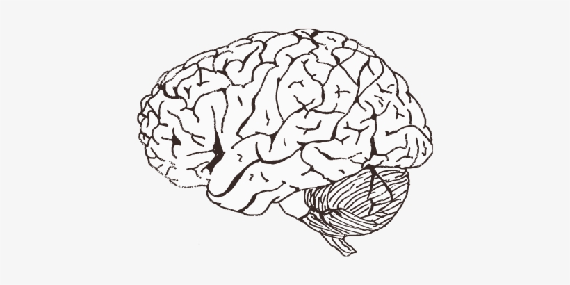Clip Black And White Library Images Of Brains Spacehero - Brain Black And White No Background, transparent png