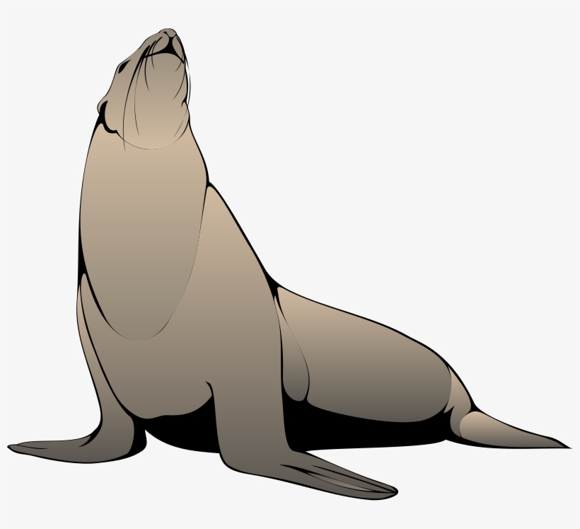 Sea Lion Clipart Png, transparent png