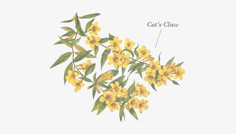 Cats Claw - Cat's Claw, transparent png