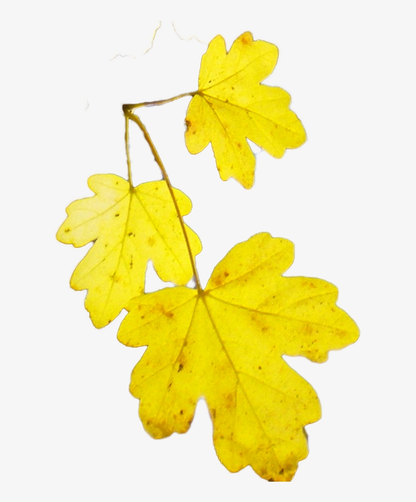 Transparant Acer Campestre 2601 Leaf - Wikimedia Commons, transparent png