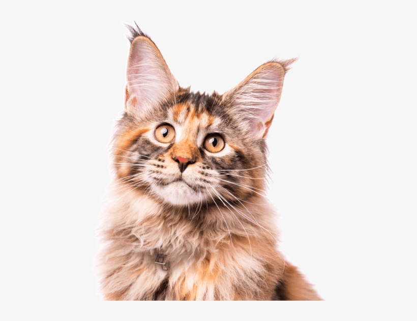 Maine Coon Kittens Cats Search - Asian, transparent png