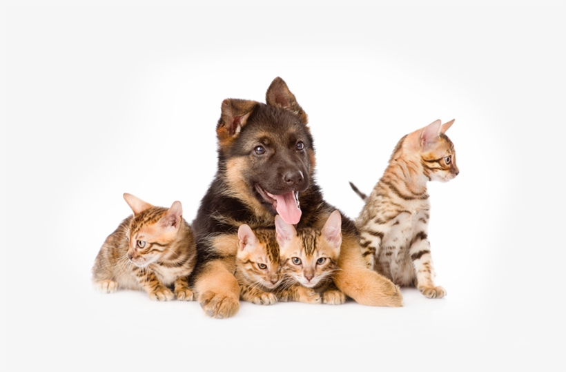 We Have New Accessories - Щенок Немецкой Овчарки И Котенок, transparent png