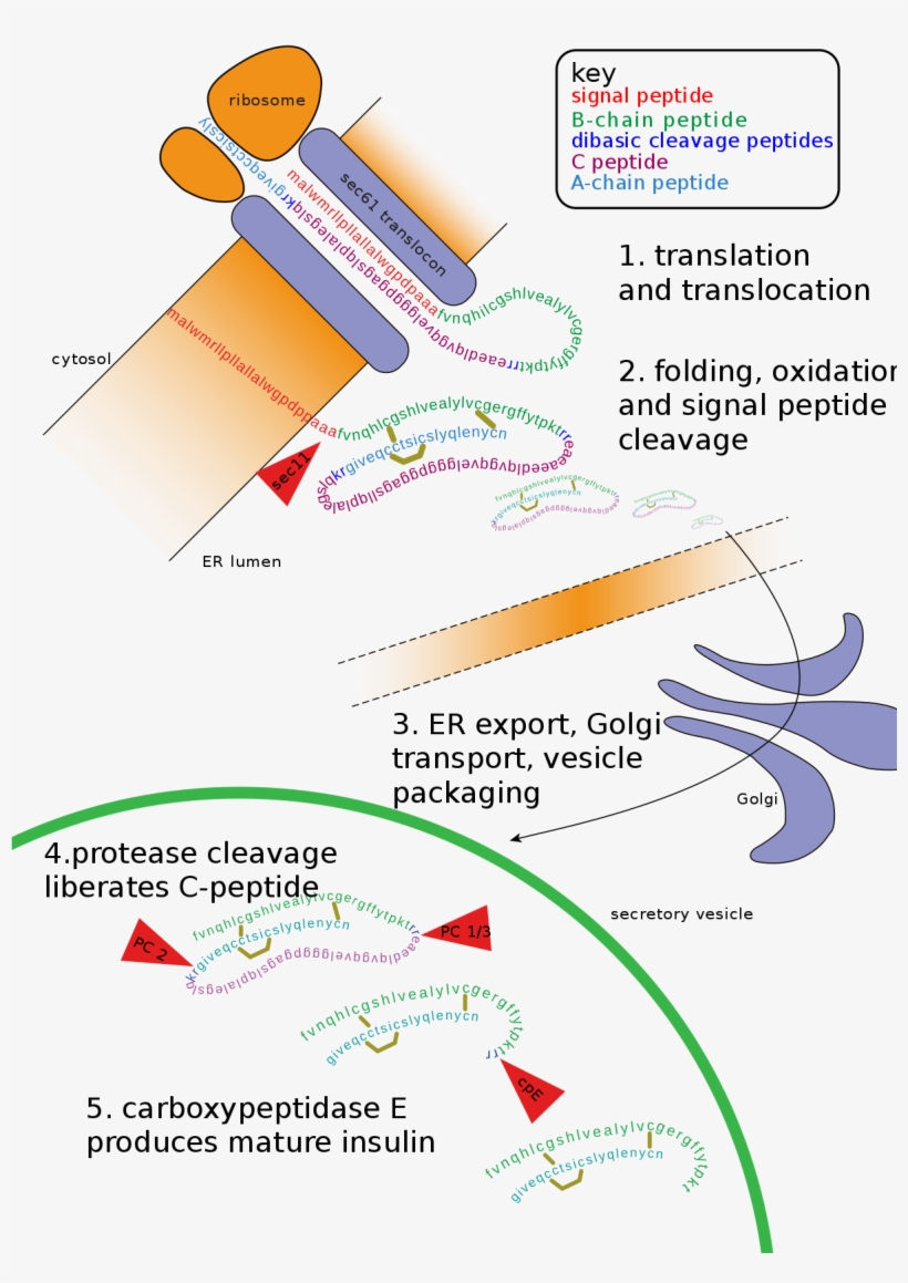 Post Translational Modification Diagram, transparent png