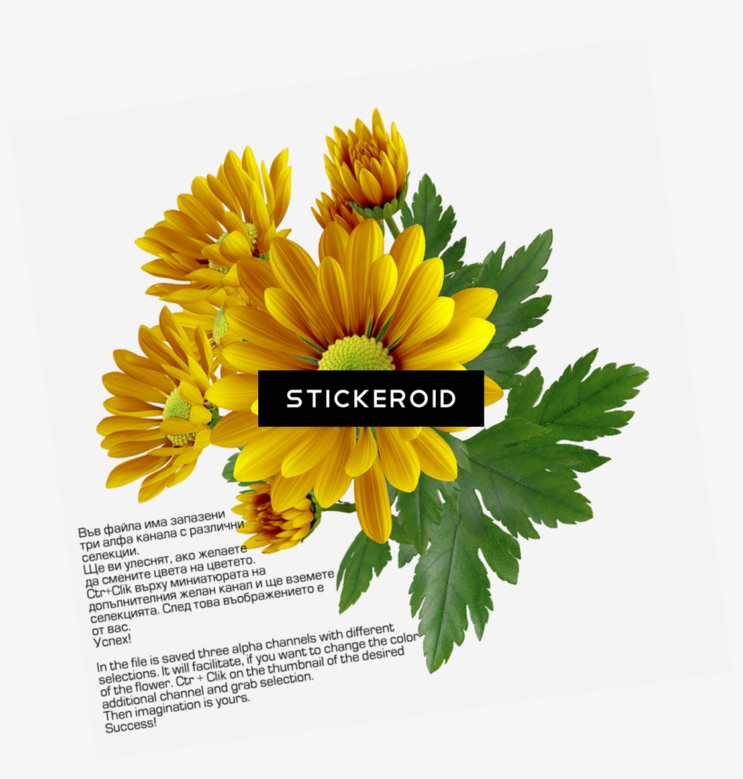 Chrysanthemum Flower - Chrysanthemum, transparent png