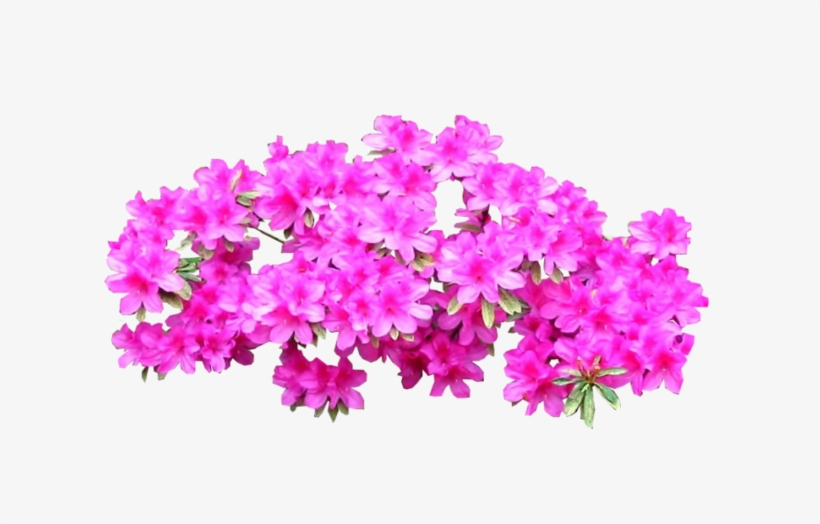 Plant Shrub Tree Bright Transprent Png Free - Azaleas Png, transparent png