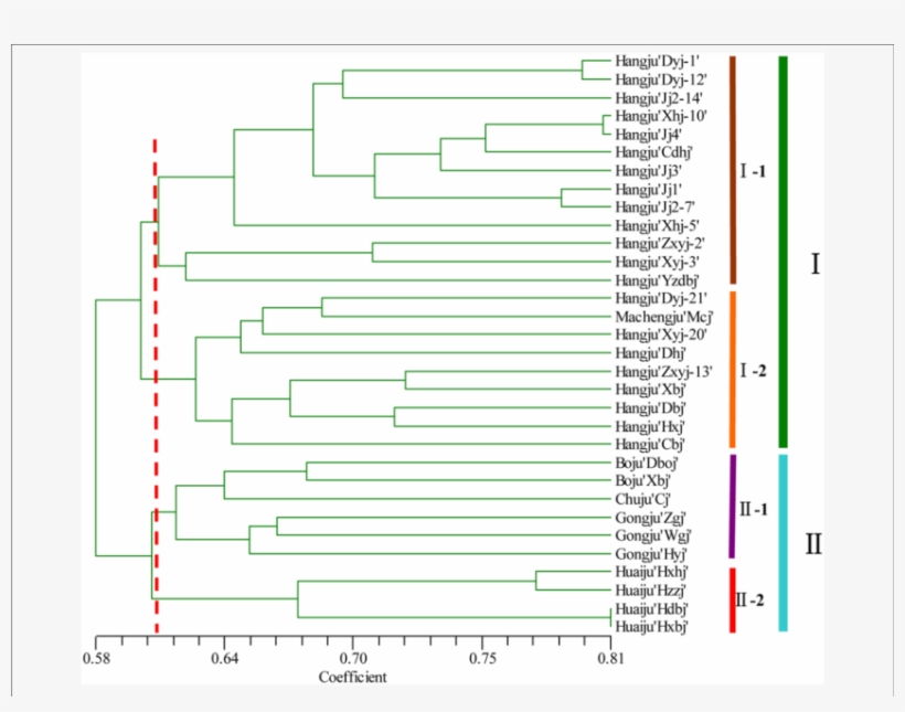 Relationships Among Chrysanthemum Morifolium Varieties - .org, transparent png