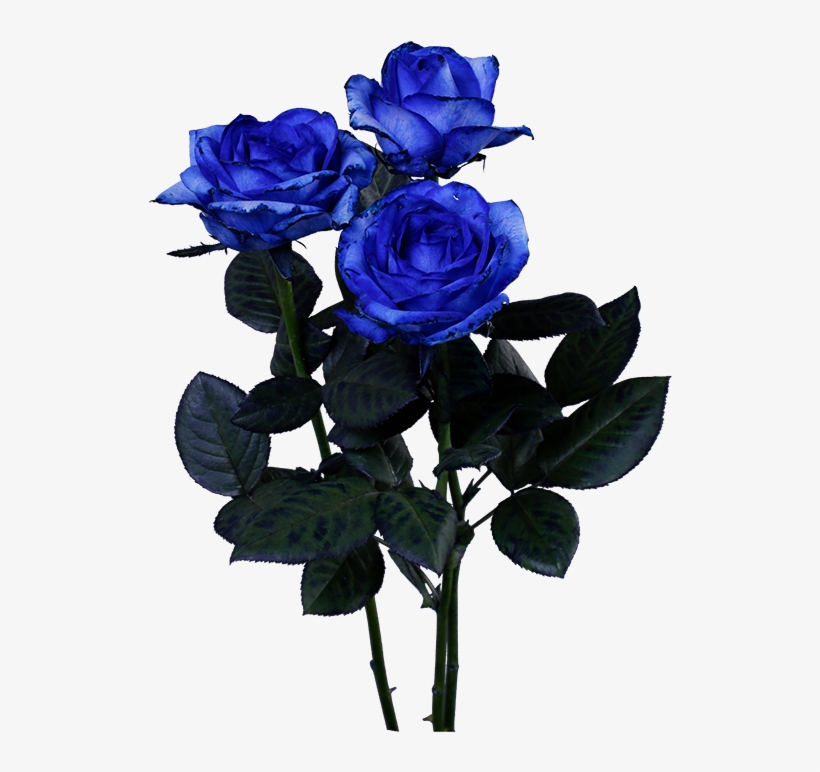 Floribunda, transparent png