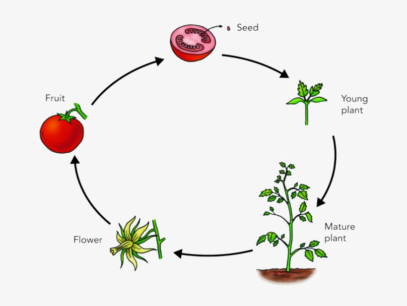 Nonprofit Lifecycle - Tomato Life Cycle, transparent png