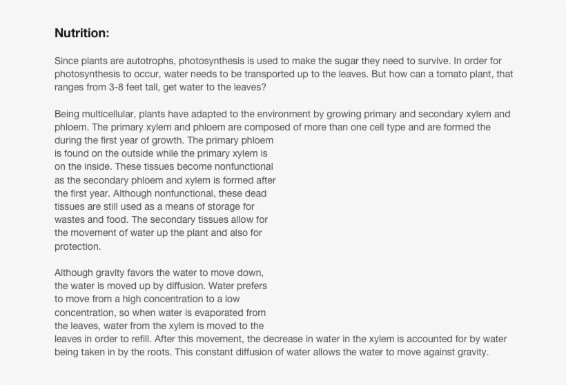 Since Plants Are Autotrophs, Photosynthesis Is Used - Adaptation Of Tomato Plant, transparent png